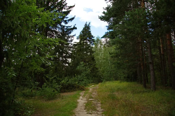 Bosque País Carretera Centro Rusia — Foto de Stock