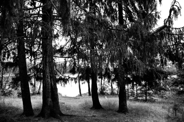 Las Orillas Del Lago Chernoe Las Proximidades Ciudad Pokrov Región —  Fotos de Stock