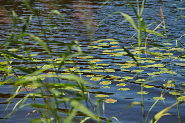 Sur Les Rives Lac Tchernoe Proximité Ville Pokrov Région Vladimir — Photo