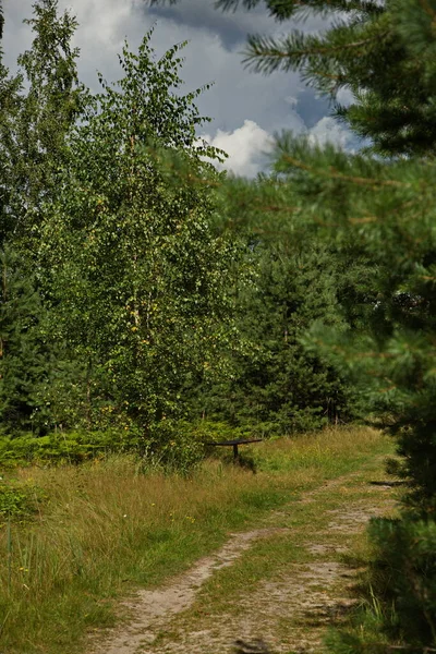 Bosque País Carretera Centro Rusia — Foto de Stock