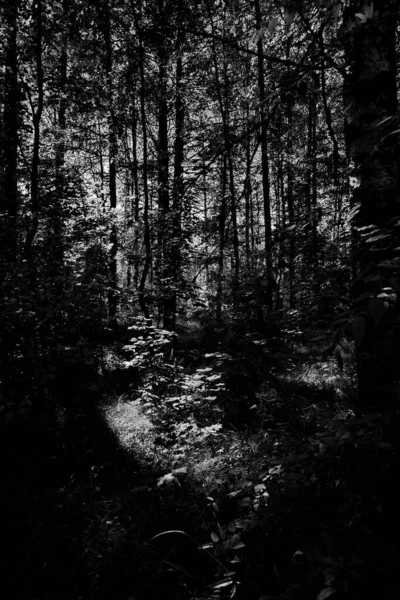 混交林における光と影の遊び — ストック写真