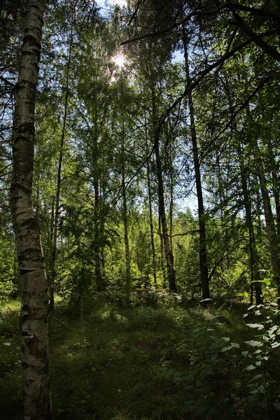 Juego Luces Sombras Bosque Mixto — Foto de Stock