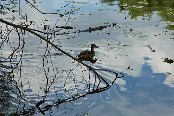 Enten Auf Dem Wasser Des Flusses Pakhra — Stockfoto