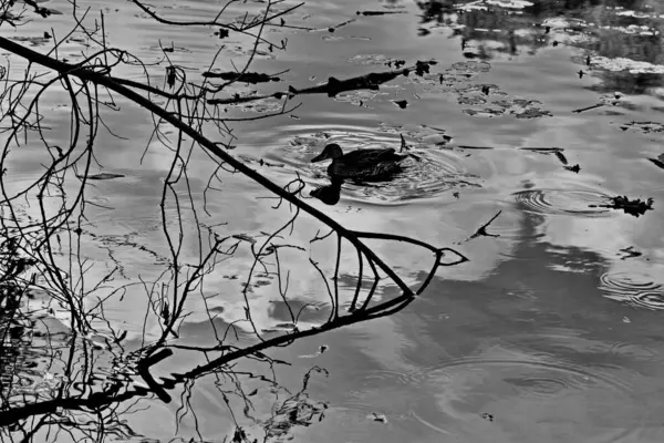 Kachny Vodě Řeky Pakhra — Stock fotografie