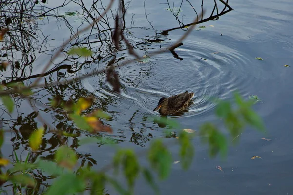 Enten Auf Dem Wasser Des Flusses Pakhra — Stockfoto