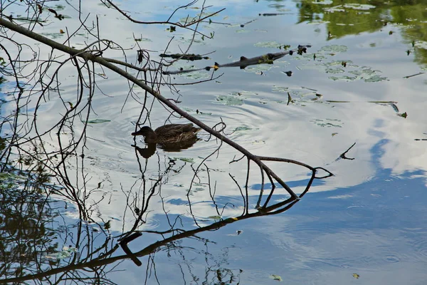 Enten Auf Dem Wasser Des Flusses Pakhra — Stockfoto