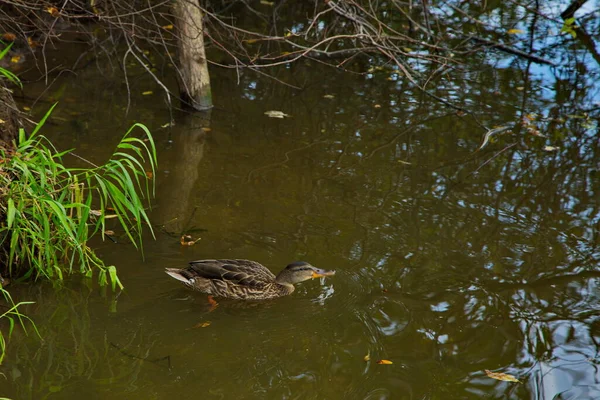 Enten Auf Dem Wasser Des Flusses Pakhra — Stockfoto