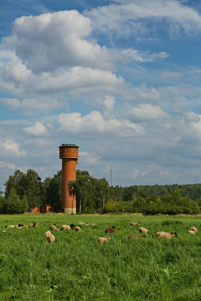 Stádo Ovcí Letní Pastvě Moskevské Oblasti Rusko — Stock fotografie