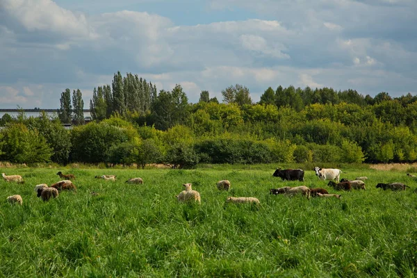 Flock Sheep Summer Grazing Moscow Region Russia — Stock Photo, Image