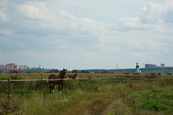 俄罗斯莫斯科地区夏季牧场上的马 — 图库照片