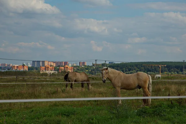 Koně Letní Pastvině Moskevském Regionu Rusko — Stock fotografie