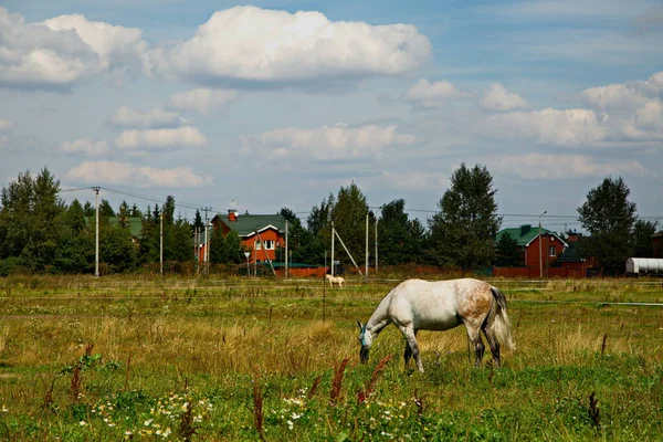 Konie Letnim Pastwisku Obwodzie Moskiewskim Rosja — Zdjęcie stockowe