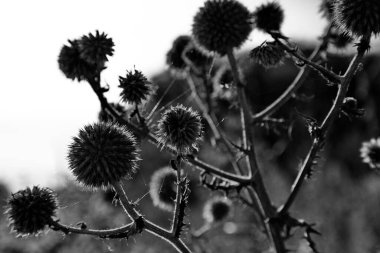 Batan güneşin ışınlarında sonbahar burgeri.