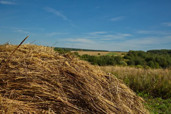 Hayfields République Mordovie Russie — Photo