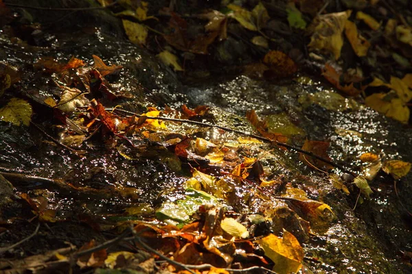 Stream Autumn Forest — Stock Photo, Image