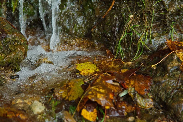 Stream Autumn Forest — Stock Photo, Image