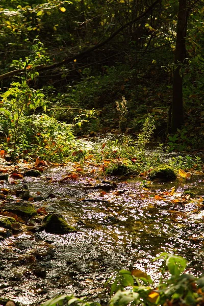 Fluxo Floresta Outono — Fotografia de Stock