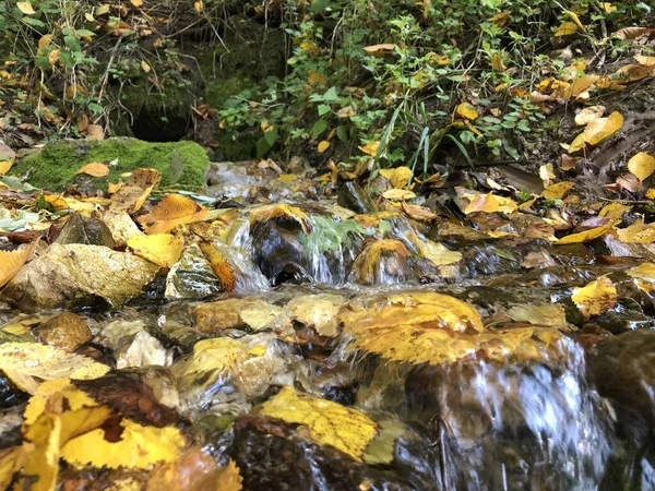 Fluxo Floresta Outono — Fotografia de Stock