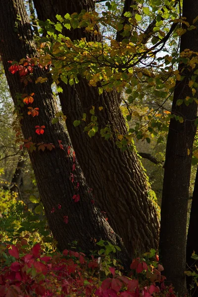 Autumn Colors City Park — Stock Photo, Image