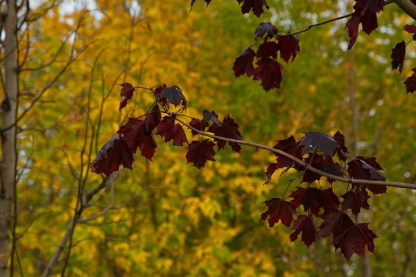 Bomen Herfstkleuren Een Bos Bij Moskou — Stockfoto