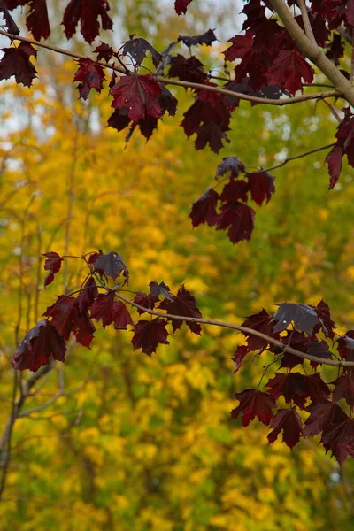 Bomen Herfstkleuren Een Bos Bij Moskou — Stockfoto