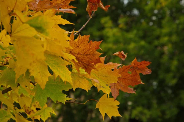 Bomen Herfstkleuren Een Bos Bij Moskou — Stockfoto