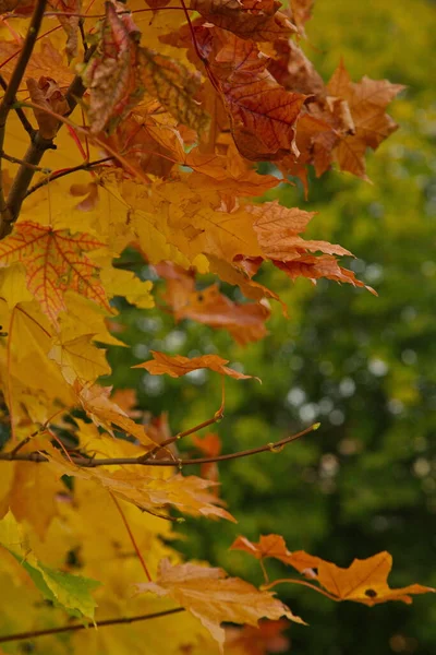 Bomen Herfstkleuren Een Bos Bij Moskou — Stockfoto