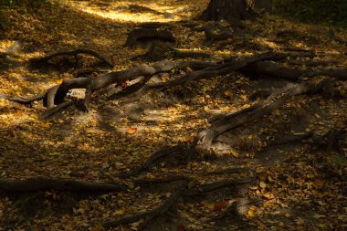 Şehir parkında sonbahar günü.