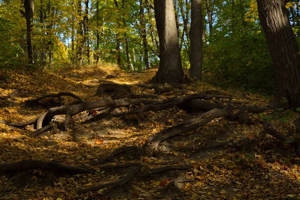 Herbsttag Stadtpark — Stockfoto