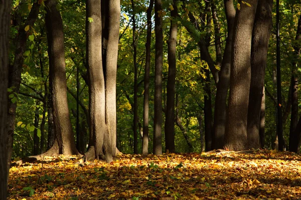 Şehir Parkında Sonbahar Günü — Stok fotoğraf