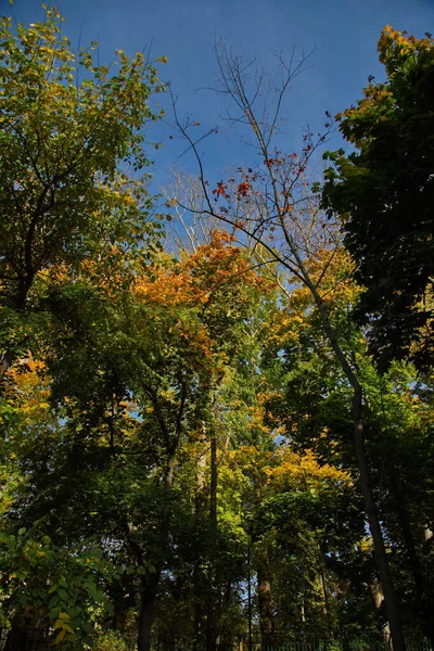 Herbsttag Stadtpark — Stockfoto