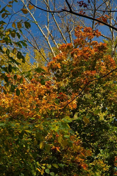 Herbsttag Stadtpark — Stockfoto