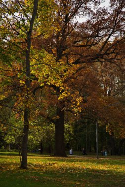 Şehir parkında güneşli bir sonbahar günü.
