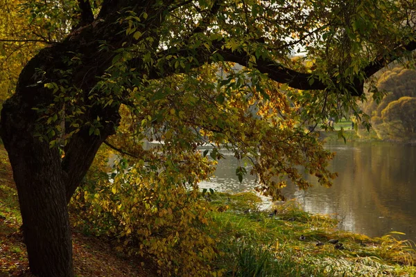 Солнечный Осень Городском Парке — стоковое фото
