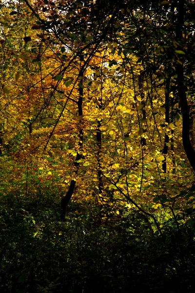 Şehir Parkında Güneşli Bir Sonbahar Günü — Stok fotoğraf