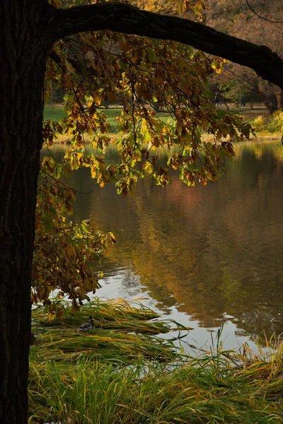 Napos Őszi Nap Városi Parkban — Stock Fotó