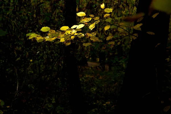 나뭇잎의 일광욕 — 스톡 사진