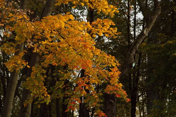 Zonnige Herfstdag Het Stadspark — Stockfoto