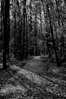 Şehir parkında güneşli bir sonbahar günü.