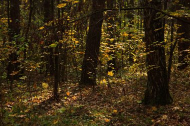 Şehir parkında güneşli bir sonbahar günü.