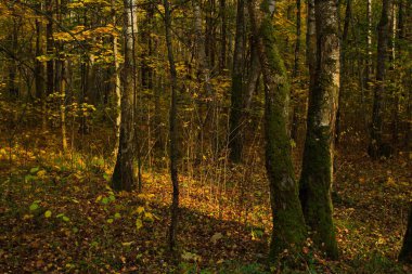 Şehir parkında güneşli bir sonbahar günü.