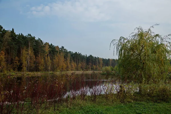 공원의 연못에서의 어스름 — 스톡 사진