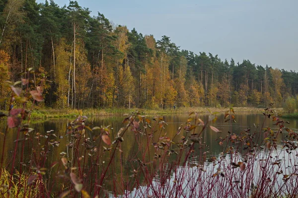 Солнечный Осенний День Пруду Городском Парке — стоковое фото