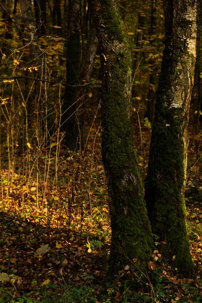 Şehir Parkında Güneşli Bir Sonbahar Günü — Stok fotoğraf