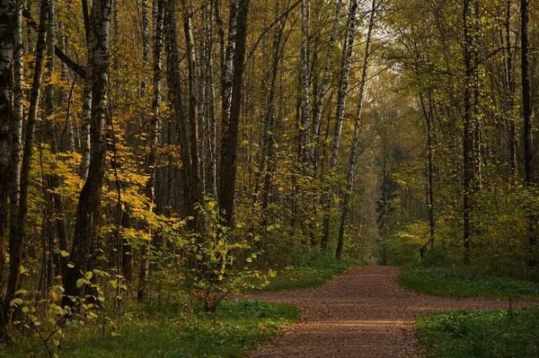 Solig Höstdag Stadsparken — Stockfoto