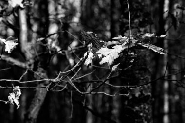 Şehir parkında güneşli bir sonbahar günü.