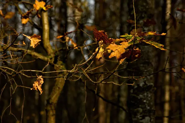 Sonniger Herbsttag Stadtpark — Stockfoto