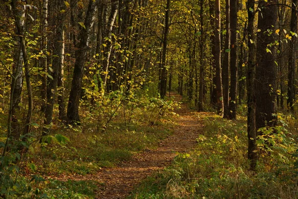 Solig Höstdag Stadsparken — Stockfoto