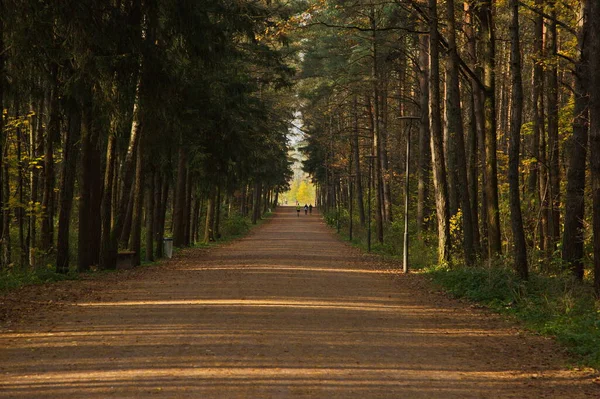 Şehir Parkında Güneşli Bir Sonbahar Günü — Stok fotoğraf