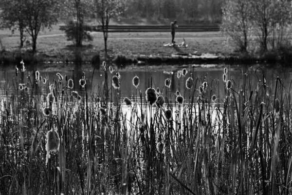 Zonnige Herfstdag Vijver Het Stadspark — Stockfoto